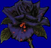 bluerose.jpg